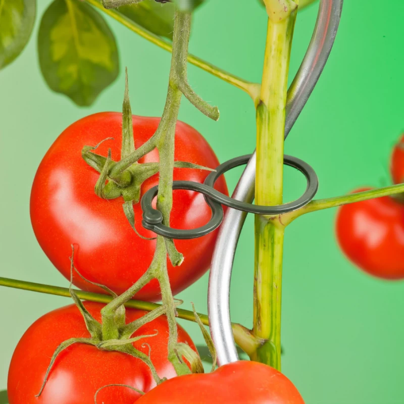 Bagues de tuteurage à tomates - Lot de 25