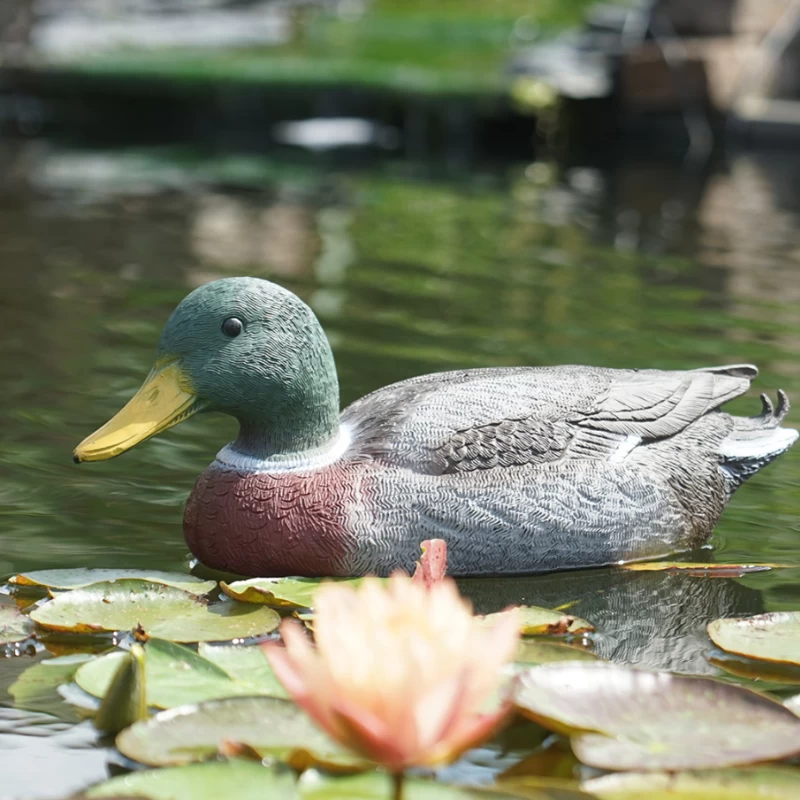 Canard Colvert décoratif