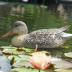 Canard Colvert décoratif