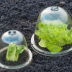 Cloches transparentes pour potager - Lot de 3