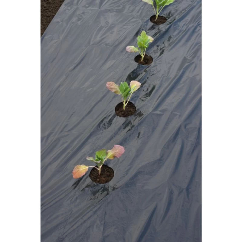 Film de paillage pour gros légumes 20µ - l. 0,95m - L. 10m