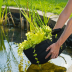 Sachets de plantation pour plantes aquatiques - Planting Bag