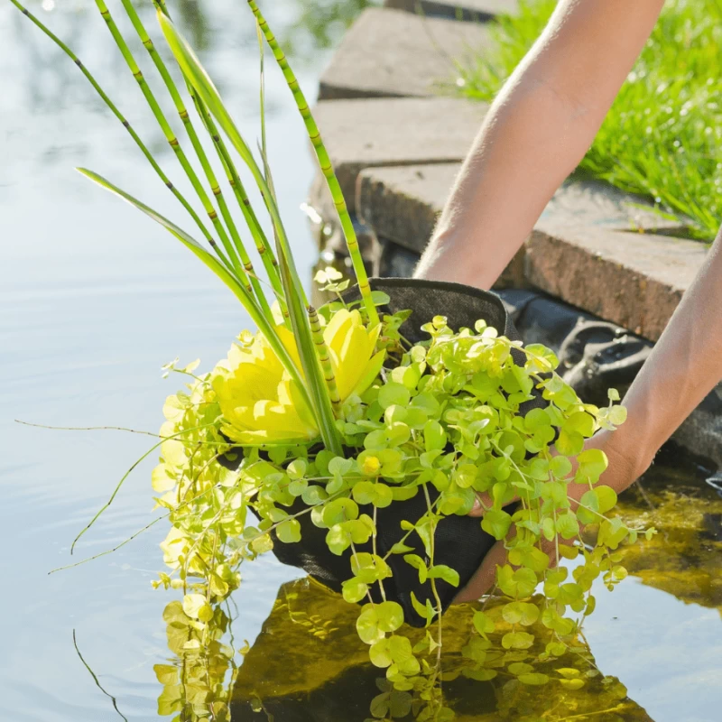 Sachets de plantation pour plantes aquatiques - Planting Bag