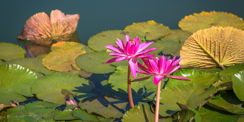 Protéger son bassin de jardin en hiver