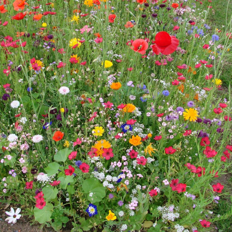 Jachère fleurie biodiversité - 1kg