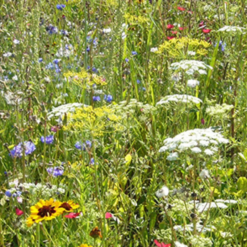 Jachère fleurie biodiversité - 1kg