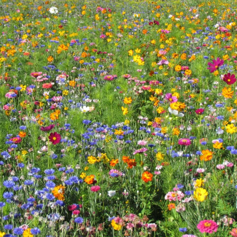 Jachère de fleurs Douce France - 400g