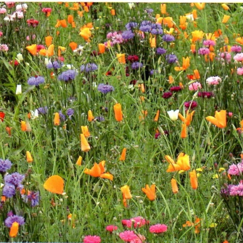 Jachère de fleurs Douce France - 400g