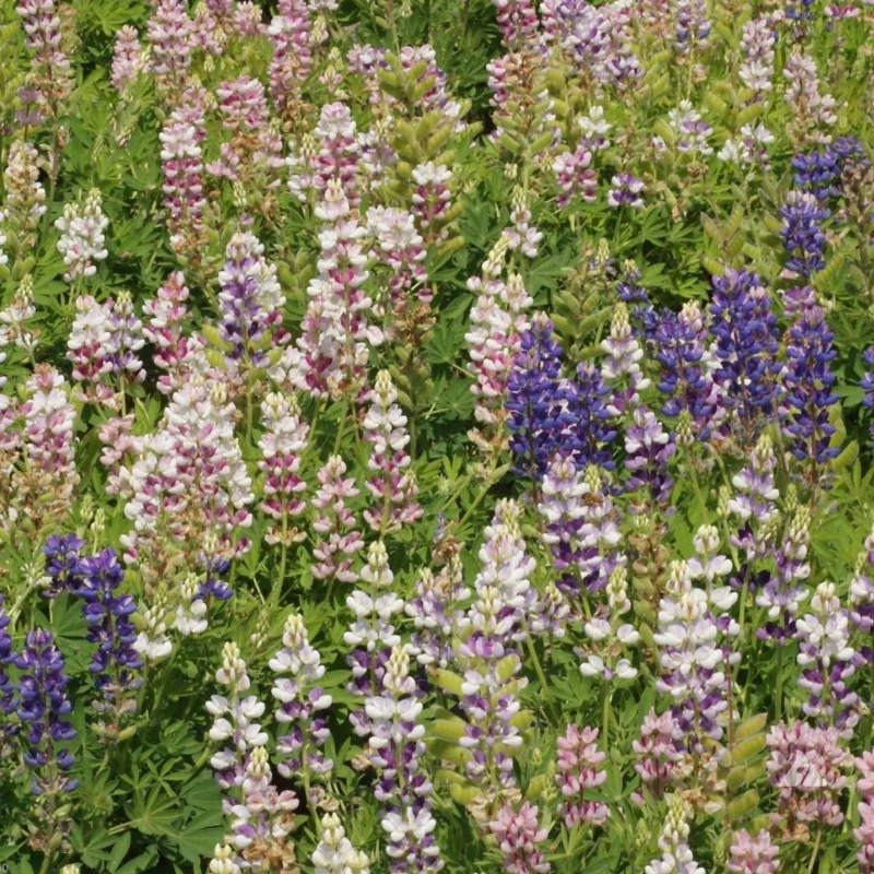 Jachère fleurie biodiversité - 1kg