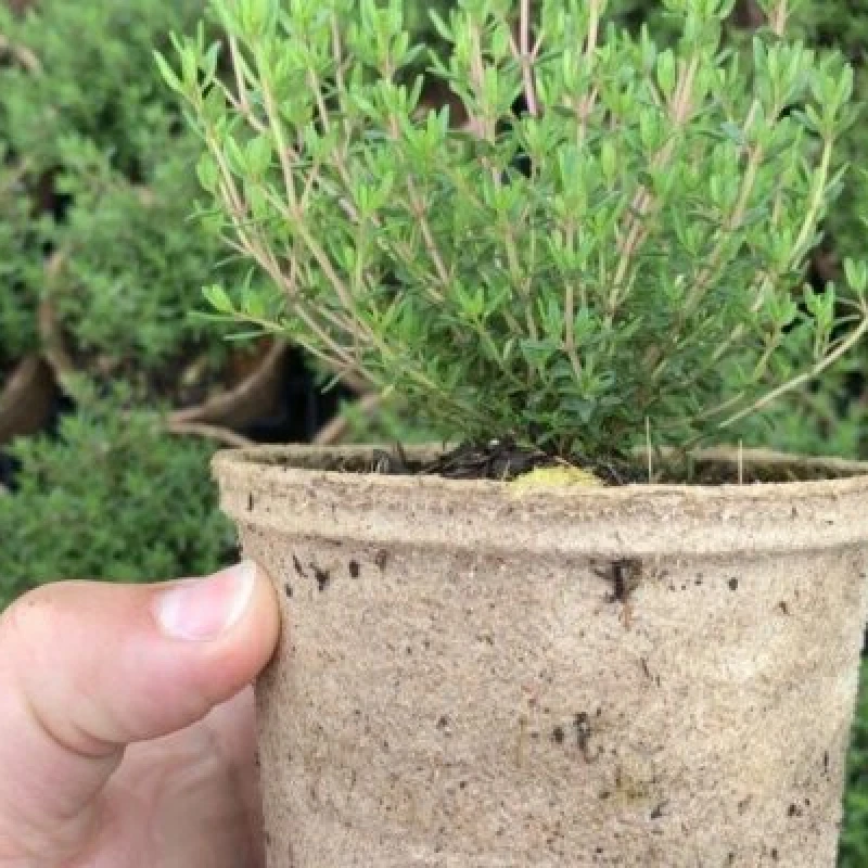 Pot rond biodégradable en tourbe - 6 à 17cm - Jiffy