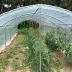 Abri tomates à pieds droits - largeur 3m - 9 à 27m²