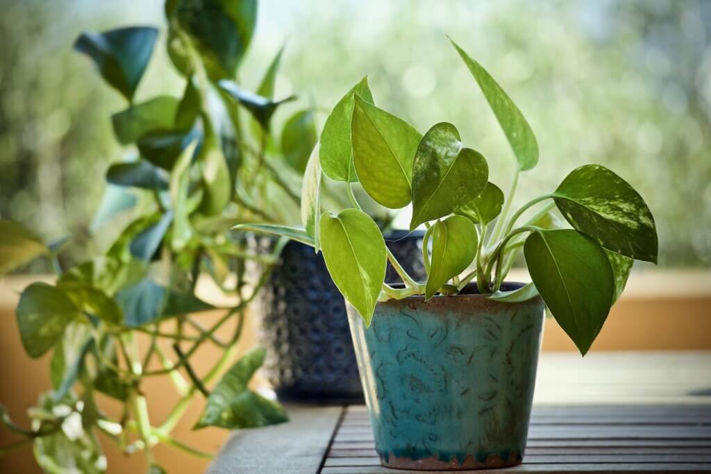 Plantes pour salle de bain sans fenêtre - Jardinet - Équipez votre jardin  au meilleur prix