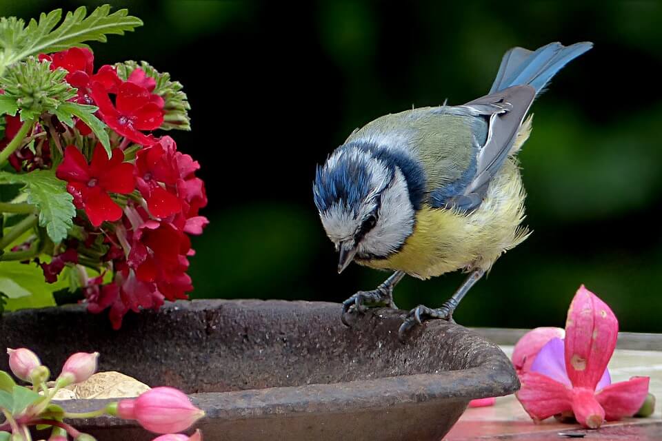 Différents types d'oiseaux partageant un bain d'oiseaux affiche de jardin  toile en