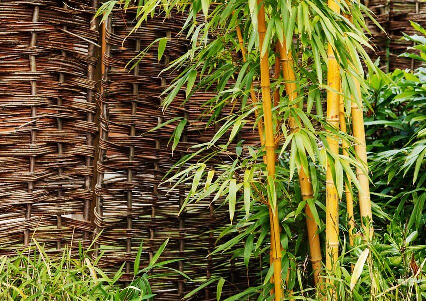 Comment éviter la prolifération du bambou ? - Cmonjardinier