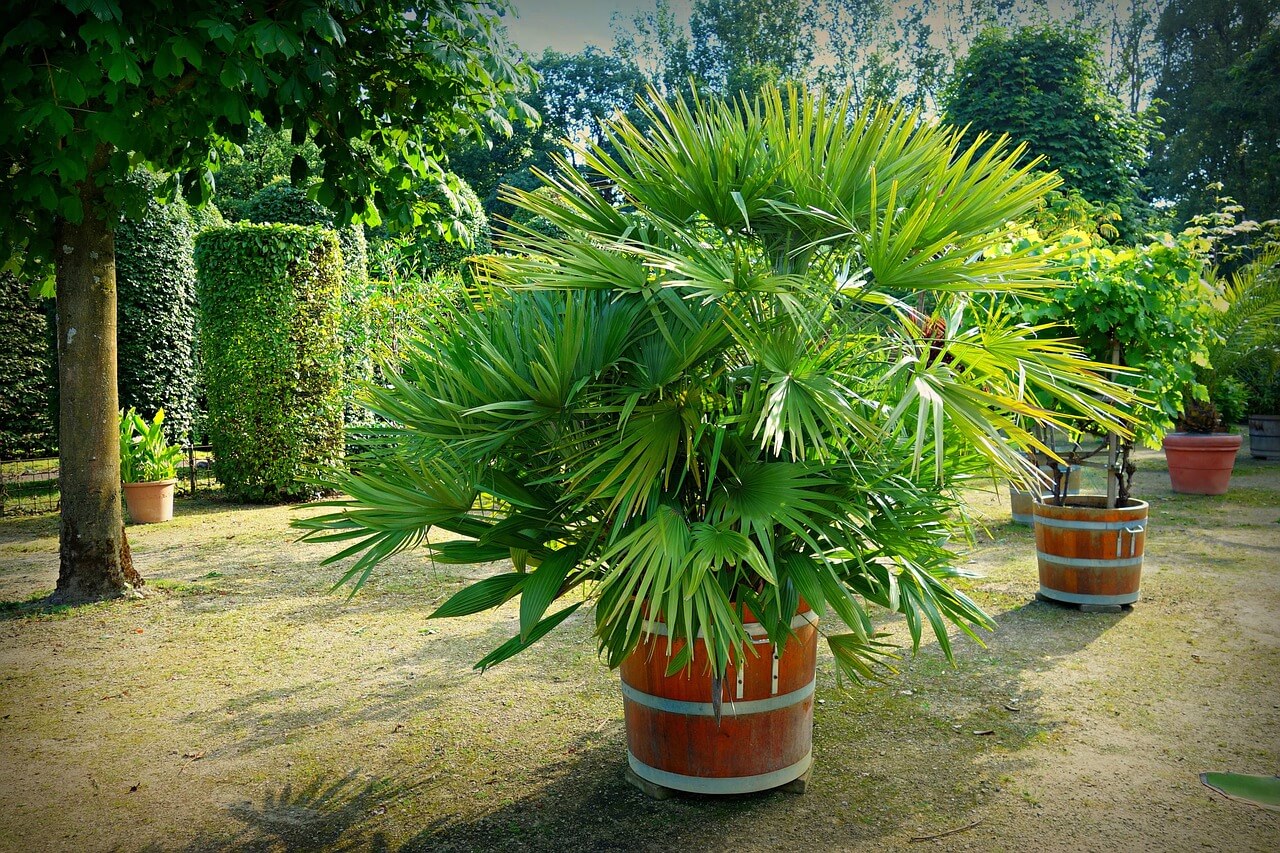 Palmier en pot : comment bien le cultiver en extérieur ?