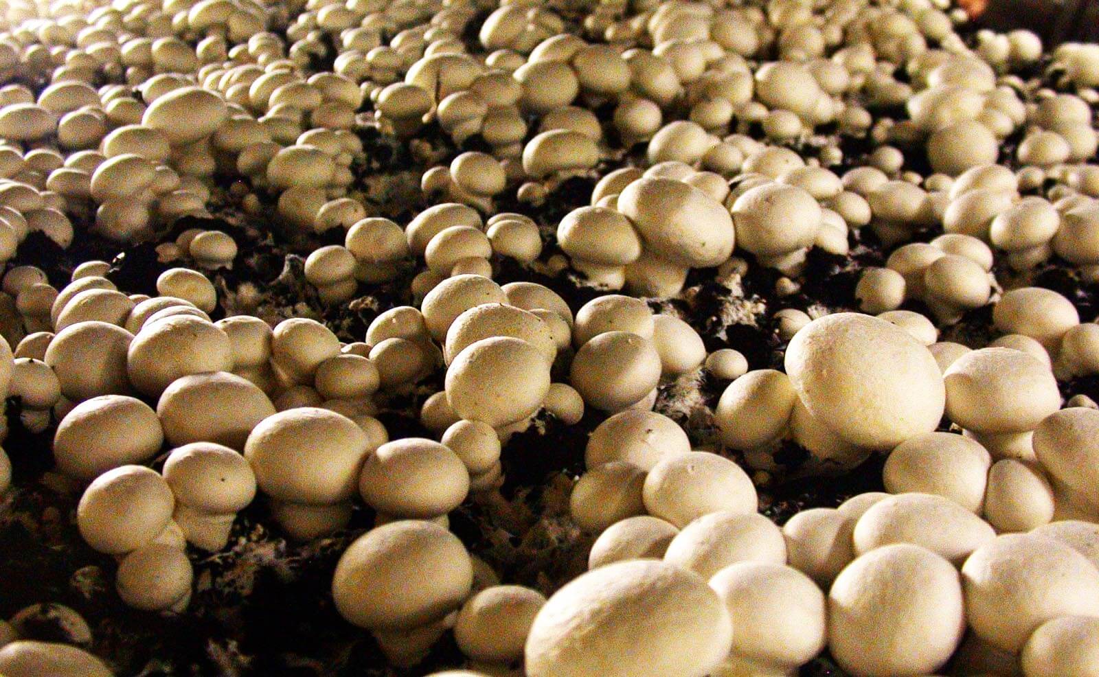 Quel matériel pour commencer à cultiver des champignons? - Cultiver les  champignons