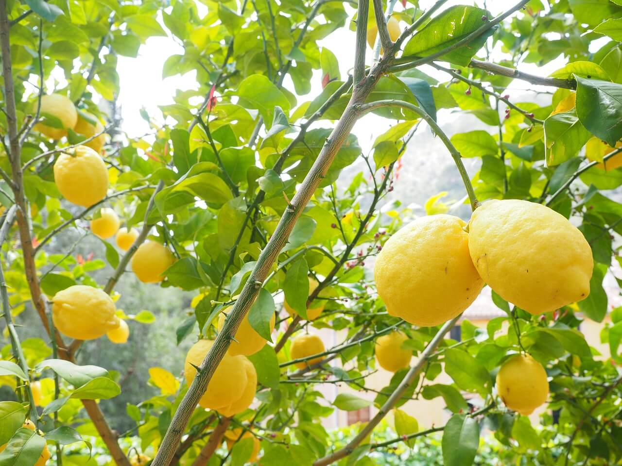 Tout savoir sur le citronnier - Jardinet - Équipez votre jardin au