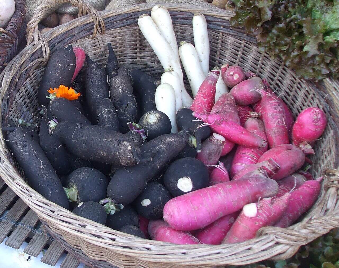 Radis noir (légumes)