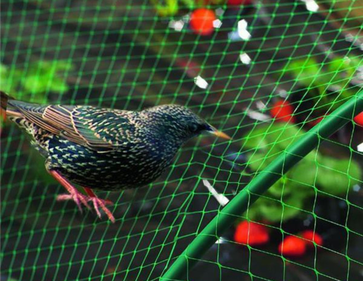 https://www.jardinet.fr/wp-content/uploads/2023/04/filet-anti-oiseaux-vert1.png