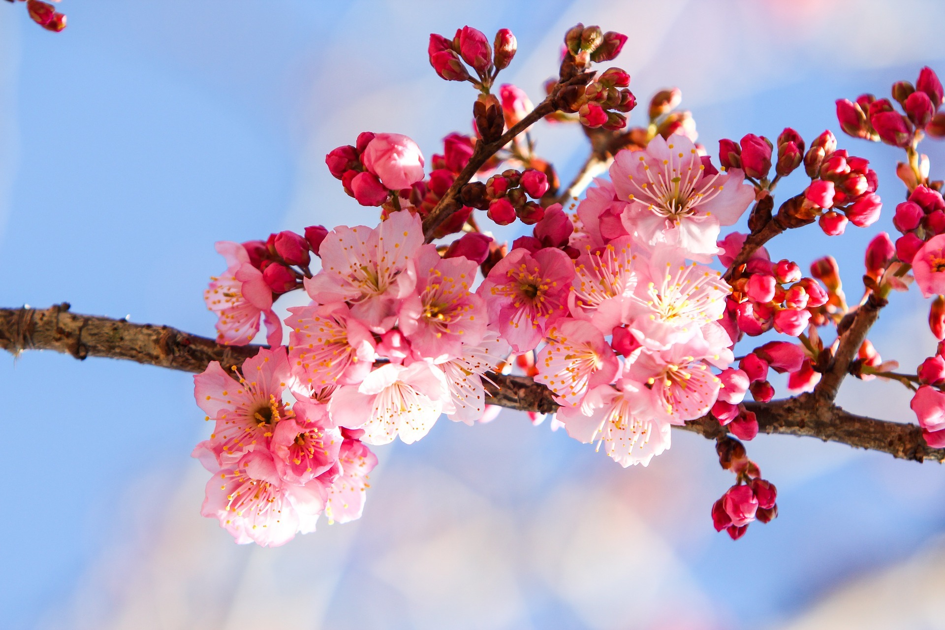 cherry blossoms 656965 1920